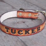 Custom Dog Collar