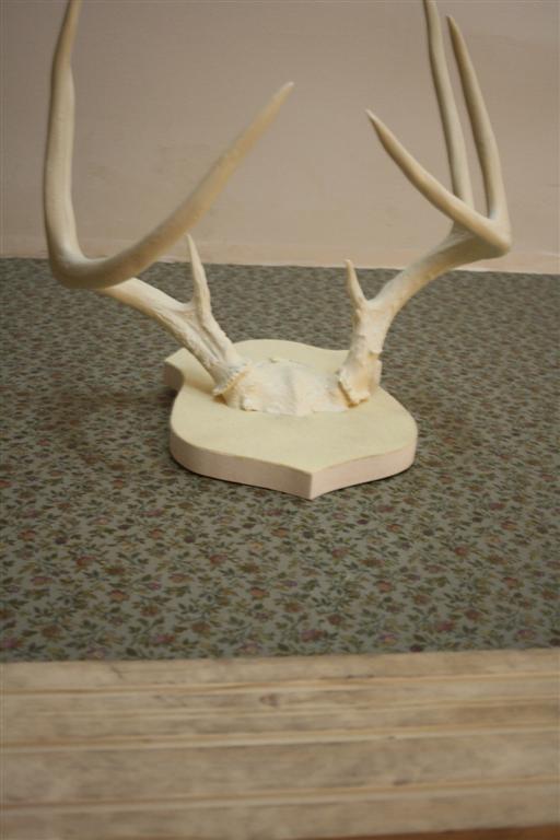 Antlers 008 (Large)